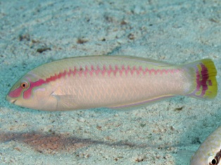 Halichoeres Scapularis